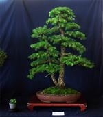 SBA-National Bonsai Exhibition 2014 (41).jpg